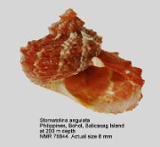 Stomatolina angulata